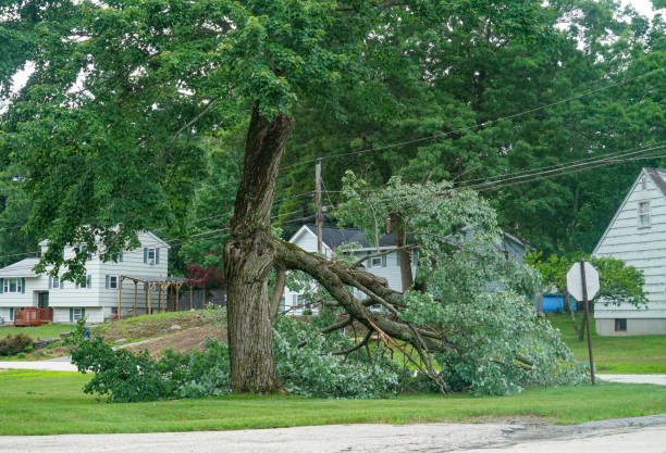 The Steps Involved in Our Tree Care Process in Madras, OR